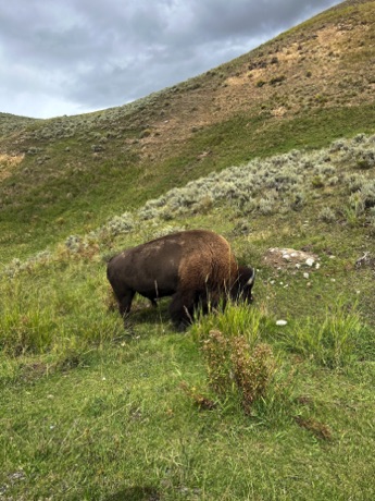 a buffalo by the road; Yellowstone N.P.